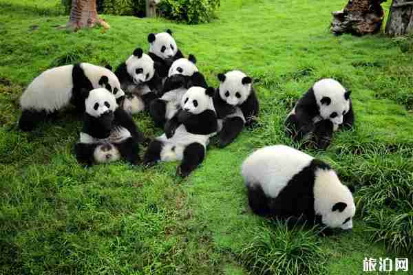 2019成都熊貓基地免費(fèi)開放日 成都熊貓基地免費(fèi)門票預(yù)約