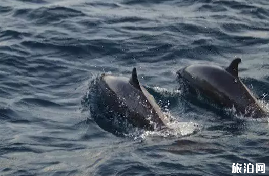 馬爾代夫島嶼推薦 馬爾代夫哪些島嶼適合度假