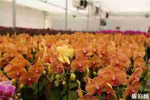 2020顺义北郎中迎春花展12月26日开启 持续时间+花展介绍