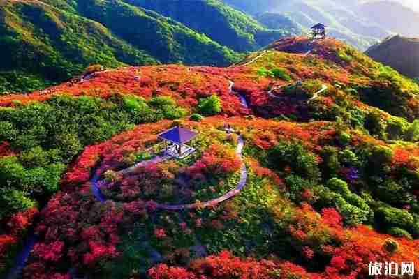 大圍山國家森林公園門票+游玩指南