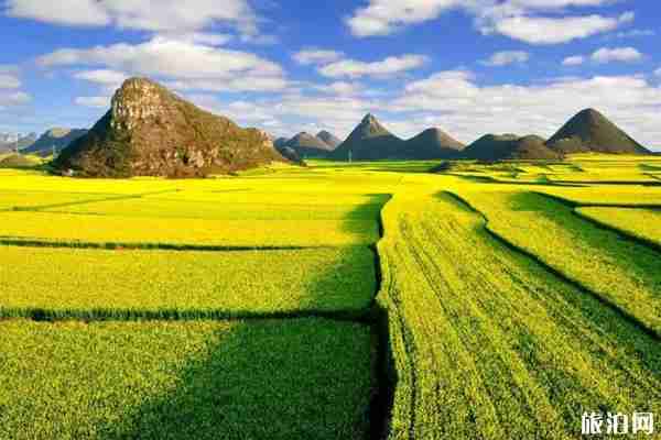 2020罗平油菜花最佳时间 2020罗平油菜花哪里最好看