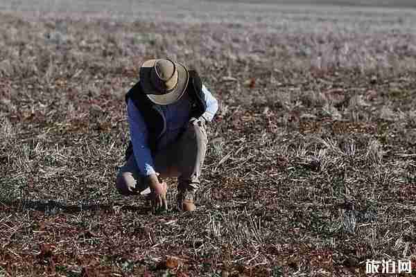 2020澳大利亚射杀1万只骆驼 澳大利亚为什么要杀骆驼