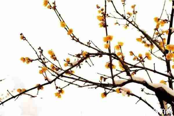 2020鄢陵蜡梅梅花文化节时间+地点+活动介绍