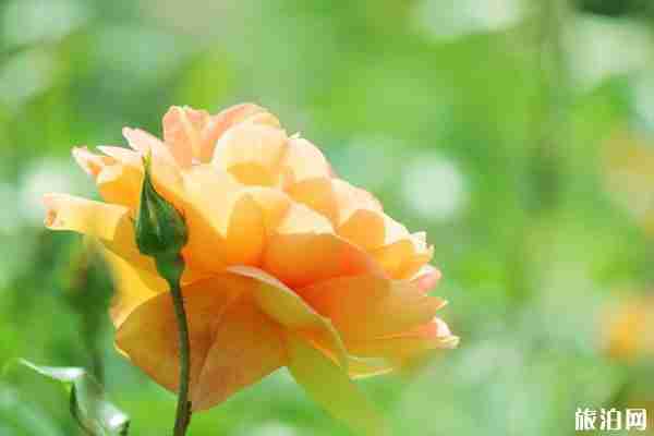 2020上海金山赏花的地方