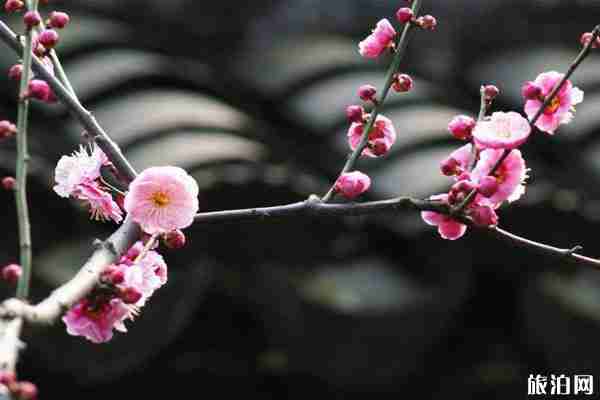 2020上海世纪公园梅花开了吗