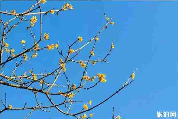 南京哪里有腊梅可以观赏