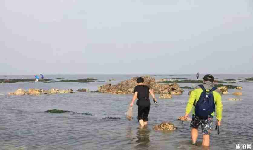 大连赶海时间表 地点-时间