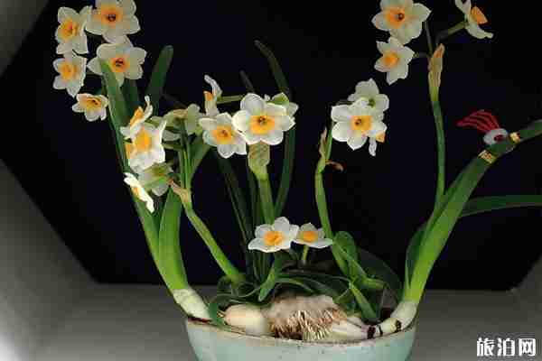 2020上海共青森林公园水仙花展时间和门票和地点