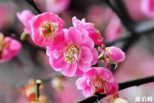 西安哪里可以看梅花 门票和景点推荐