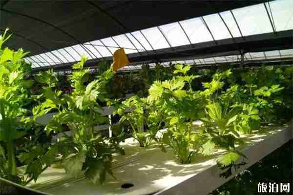 兰州榆中李家庄田园怎么去 附2020新春灯展-美食信息