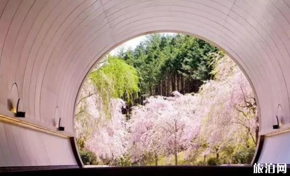 日本樱花观赏地 有哪些小众赏樱地