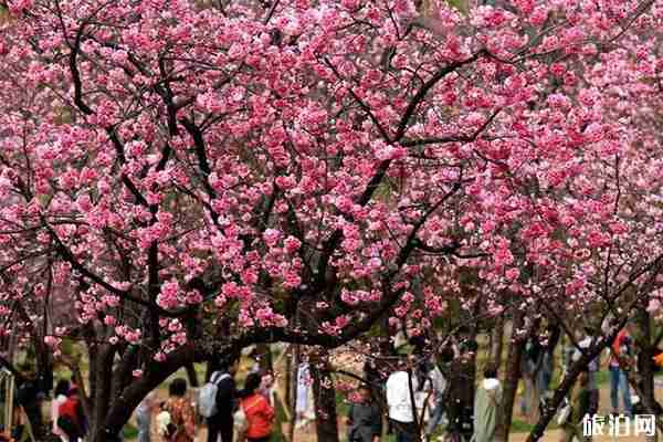 昆明动物园冬樱花什么时候开放 观赏地点-持续时间