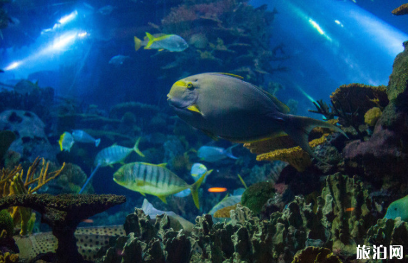 2020年北京春节各大景区开放时间