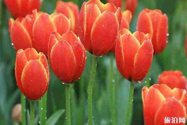 重庆南山植物园现在还有花吗