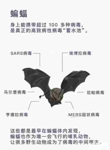 上海关停3家野生动物交易场所 杜绝交叉感染