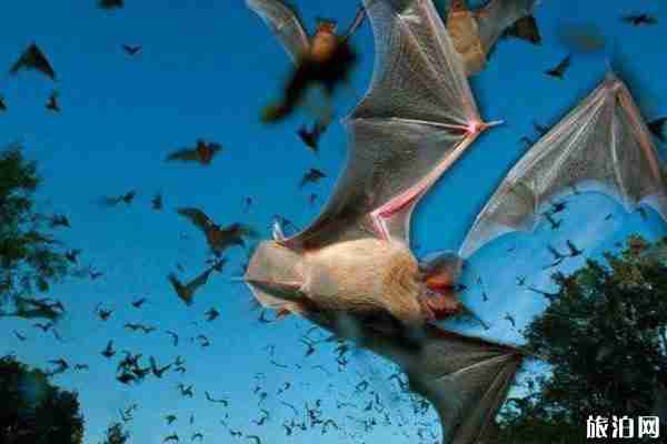 大量蝙蝠涌入澳大利亚城镇 还能旅游吗