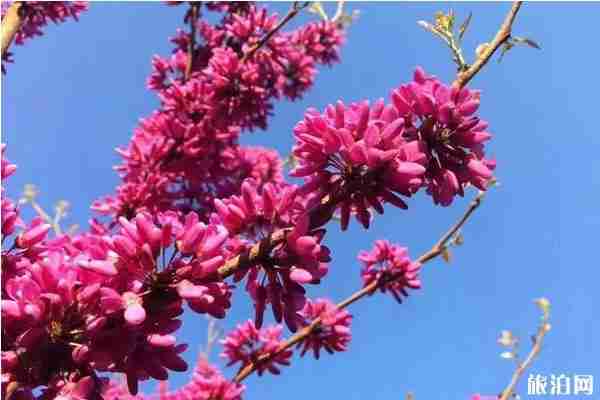 郑州春天赏花的地方推荐 郑州春天赏花攻略