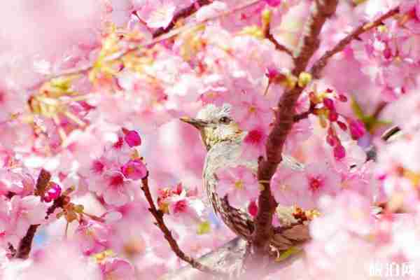 南昌櫻花什么時候開放 賞櫻地點