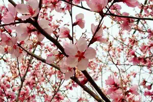 金華哪里桃花好看