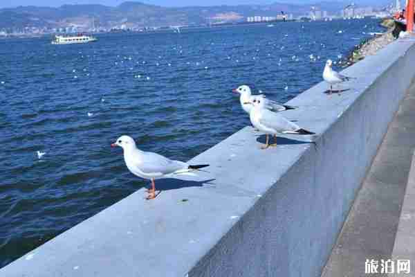 疫情期間昆明有哪些景區(qū)關(guān)閉