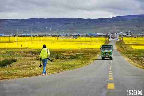 西藏亞東帕里鎮(zhèn)油菜花觀賞