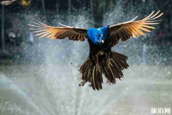 2020西雙版納原始森林公園對全體醫護人員免費開放