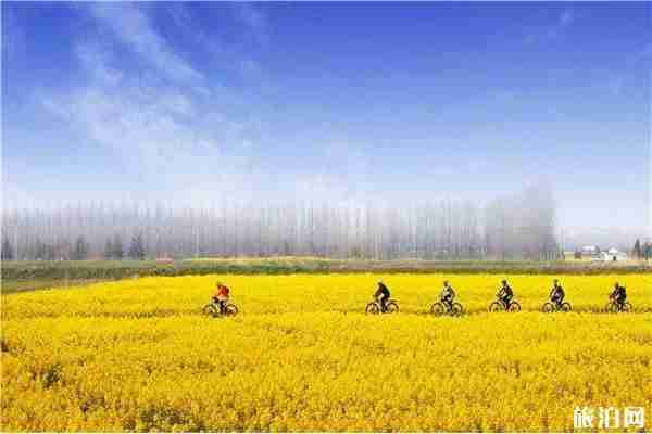 南京永寧河岸花海賞花指南 停車收費多少