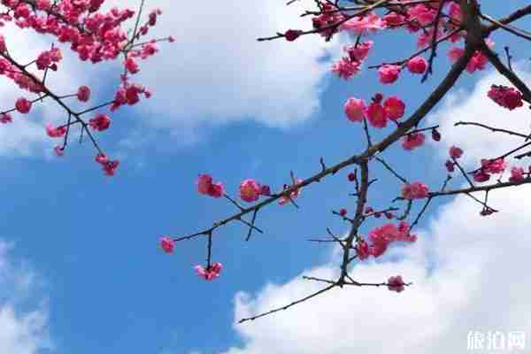 春季都江堰賞花景點推薦