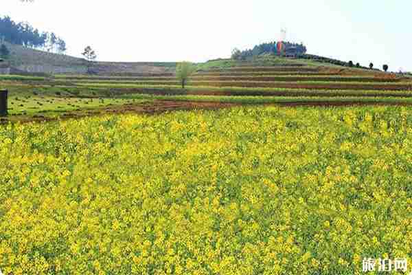 南京江寧油菜花觀賞地在哪里