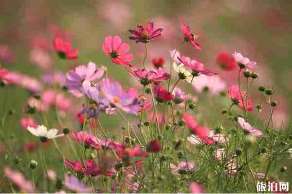 江陰紅豆村百花園門票價格