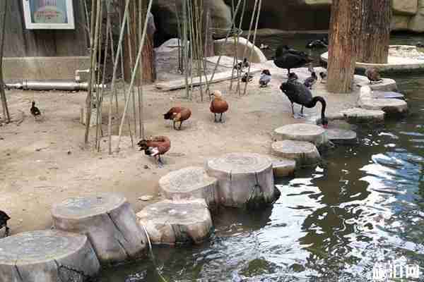 武漢東湖飛鳥世界對全體醫護人員免費開放