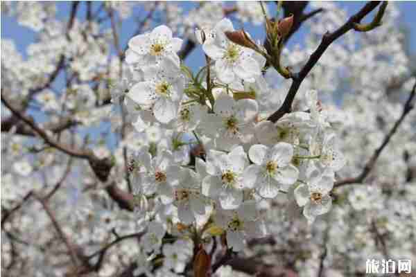 趙縣梨花賞花地點 梨花最佳觀賞時間