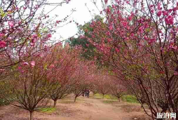 佛山南國桃園桃花什么時候開和觀賞攻略