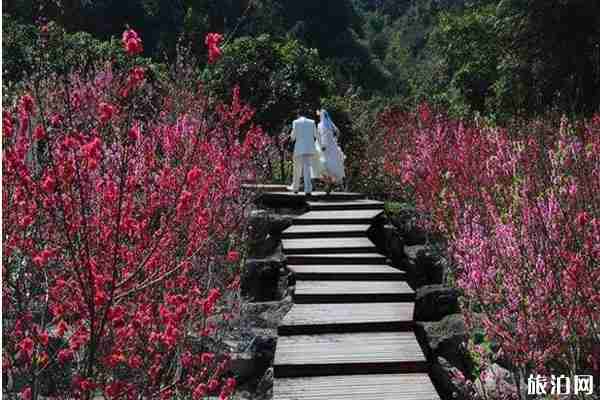 泉州哪里有桃花觀賞