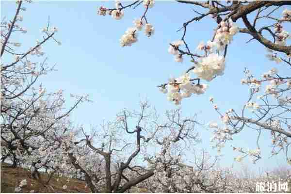 沈陽桃花哪里好看