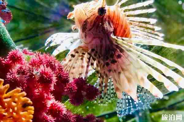 2020長(zhǎng)風(fēng)海洋世界門票有優(yōu)惠嗎 附交通指南