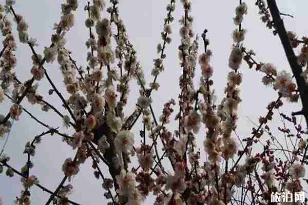 春季安康賞花的地方有哪些