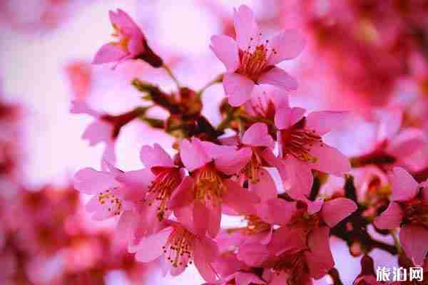 春季清遠賞花的地方推薦