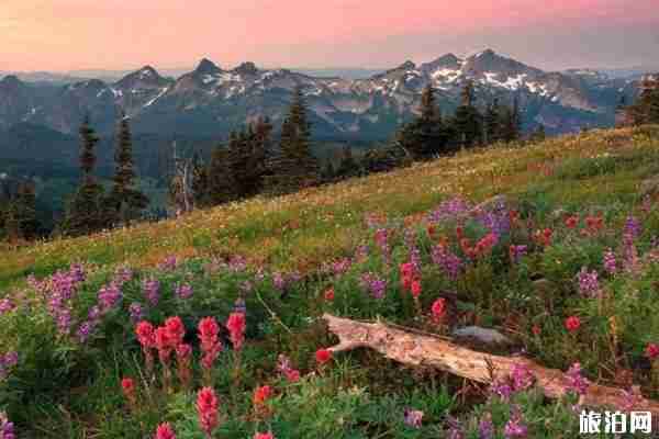 2020成都春季賞花攻略 景點-交通指南