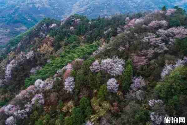 杭州建德三都镇樱花观赏指南 附观赏地