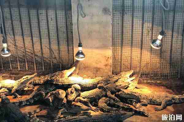 2020南寧動物園開放時間 門票-交通-停車指南