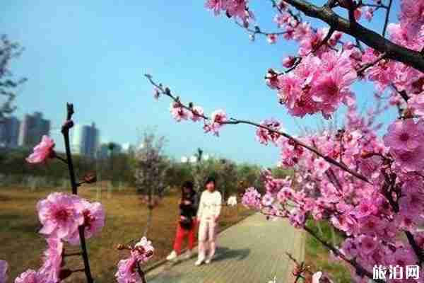 春季平顶山赏花的景点推荐