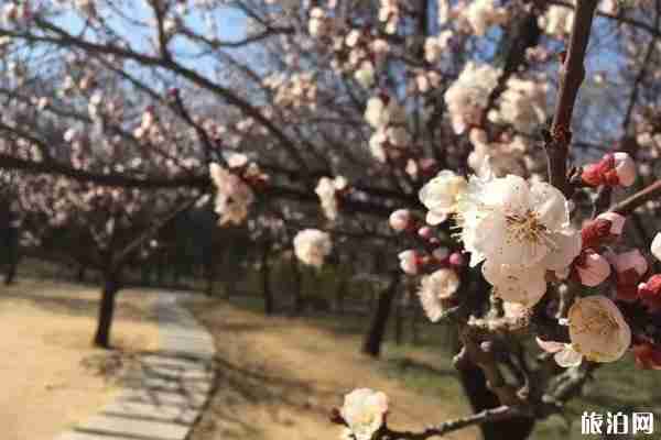 2020千佛山风景区开放了吗和赏花地点