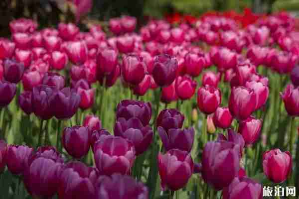 春季贛州賞花景點介紹