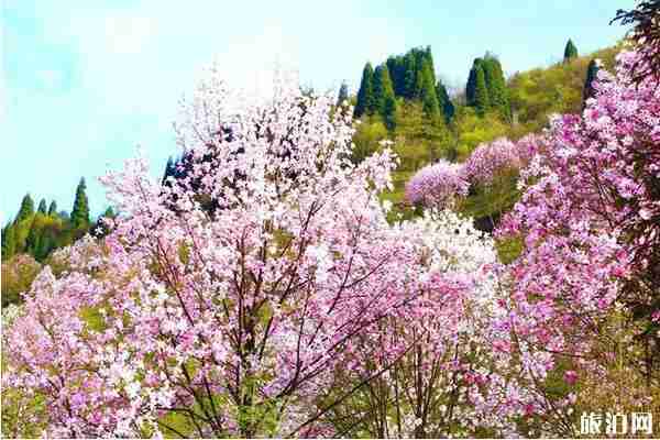 2020九皇山門票免費政策和游玩攻略