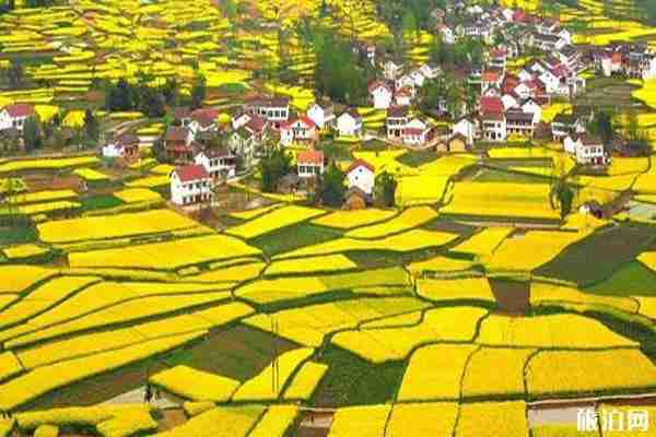 2020漢中油菜花節主會場在哪和時間和路線