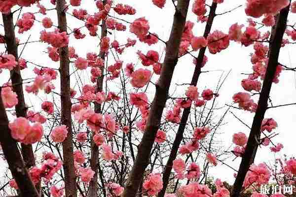 三月咸陽賞花的地方有哪些