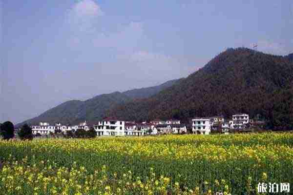 獅子峰油菜花開了嗎 梅嶺獅子峰停車方便嗎