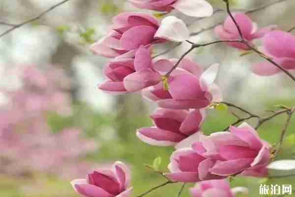 春季嘉興賞花最佳地點推薦
