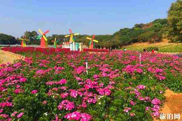 東莞夢(mèng)幻百花洲地址 賞花時(shí)間